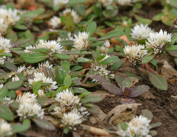 J.M.Garg (https://species.wikimedia.org/wiki/Alternanthera_caracasana)